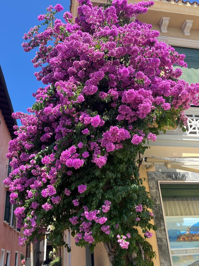 Bougainvillea in Gardone Riviera